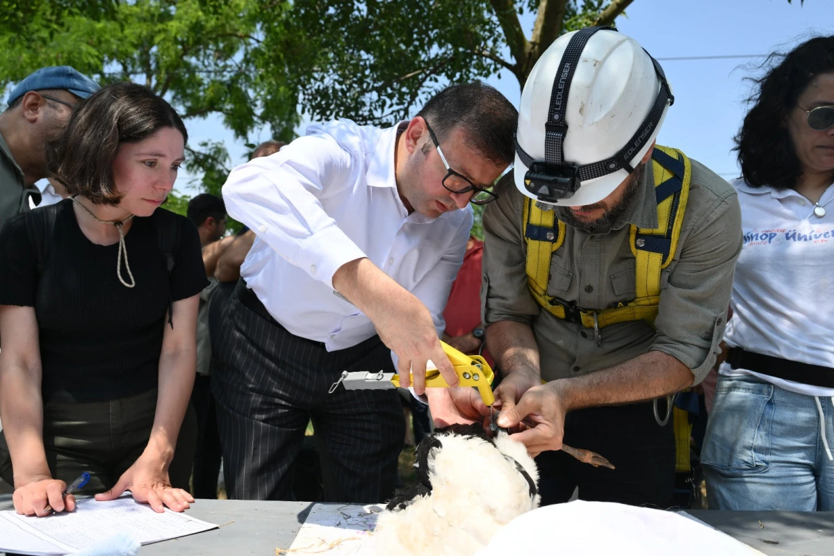 Trakya’da, leylekler ve Şah Kartal için koruma seferberliği başladı